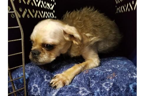 販売中のブリュッセルグリフォンの親犬