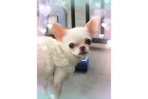 販売中のチワワ(スムースコート)の親犬