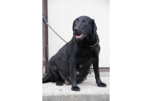 販売中のラブラドールレトリーバーの親犬