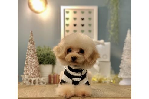 販売中のティーカッププードルの親犬
