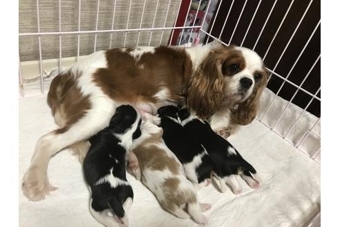 販売中のキャバリアキングチャールズスパニエルの親犬