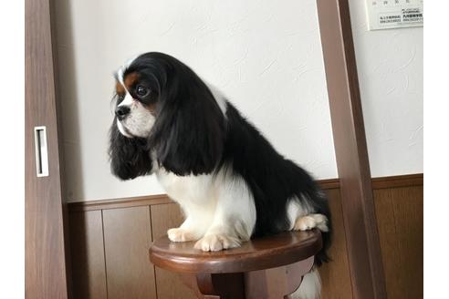 販売中のキャバリアキングチャールズスパニエルの親犬