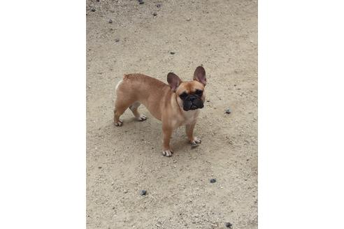 販売中のフレンチブルドッグの親犬