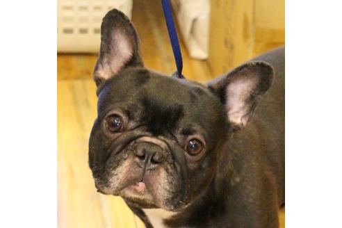 販売中のフレンチブルドッグの親犬