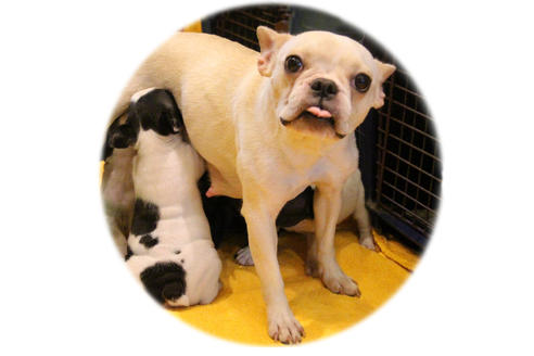 販売中のフレンチブルドッグの親犬