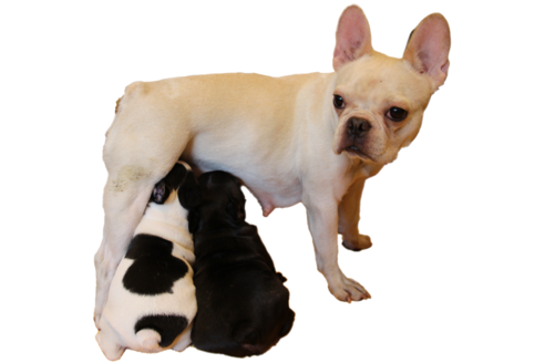 販売中のフレンチブルドッグの親犬