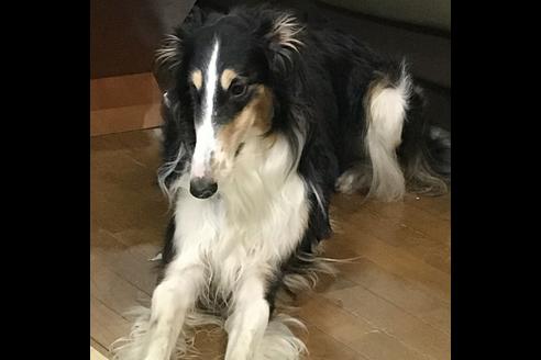 販売中のボルゾイの親犬