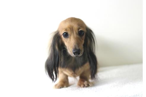 販売中のカニンヘンダックスフンド(ロングヘアード)の親犬