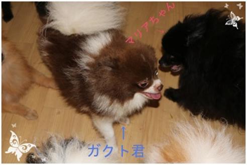 販売中のポメラニアンの親犬