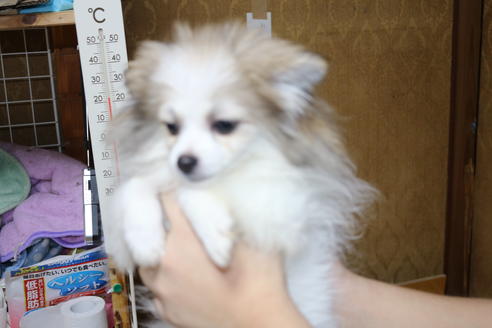 販売中のポメラニアンの親犬