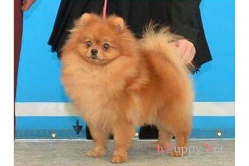 販売中のポメラニアンの親犬