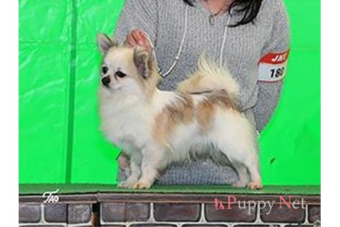 販売中のチワワ(ロングコート)の親犬