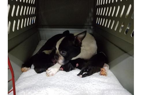 販売中のボストンテリアの親犬