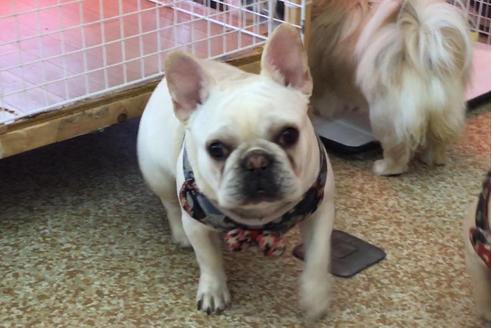 販売中のフレンチブルドッグの親犬