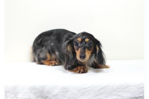 販売中のカニンヘンダックスフンド(ロングヘアード)の親犬