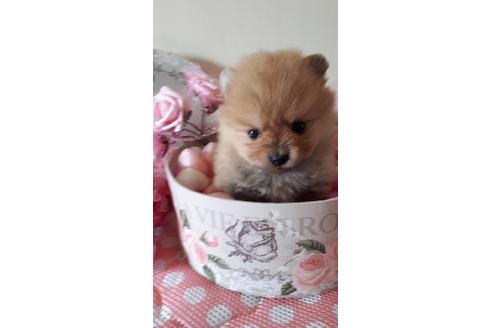 熊本県でポメラニアンの子犬を探す ブリーダーナビ