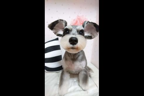 販売中のミニチュアシュナウザーの親犬