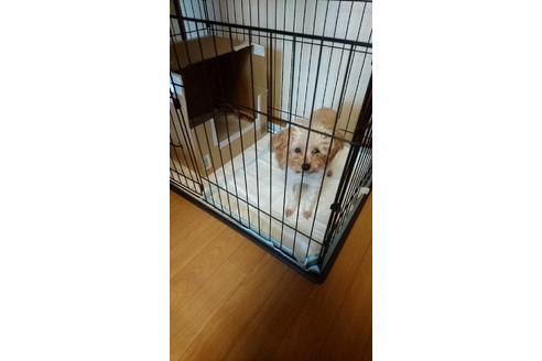販売中のタイニープードルの親犬