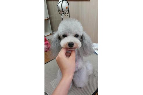 販売中のタイニープードルの親犬