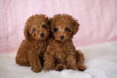 野口ブリーダー