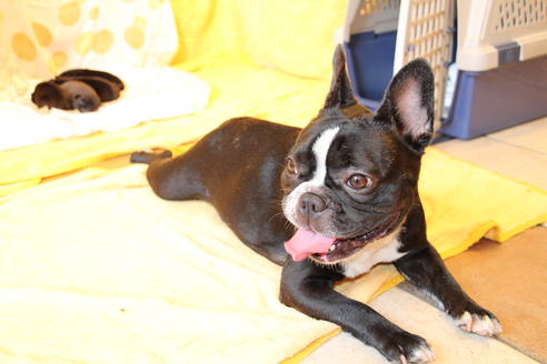 販売中のフレンチブルドッグの親犬