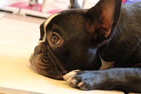 販売中のフレンチブルドッグの親犬