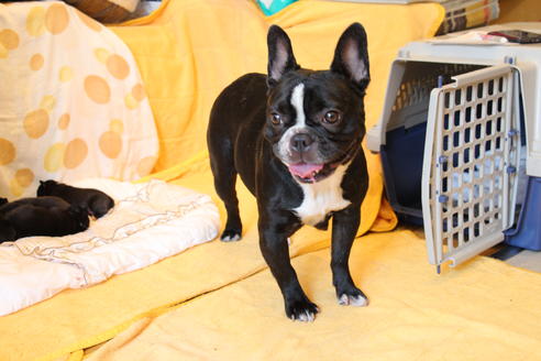 販売中のフレンチブルドッグの親犬