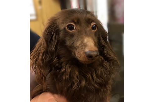 販売中のカニンヘンダックスフンド(ロングヘアード)の親犬