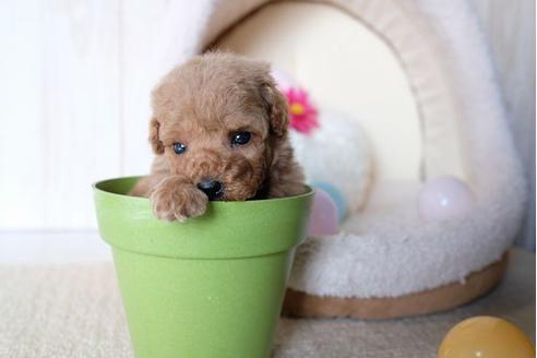 販売中のトイプードルの親犬