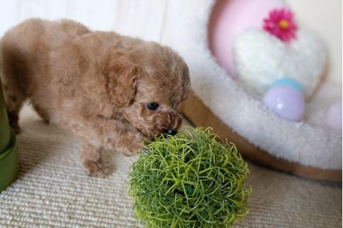 販売中のトイプードルの親犬