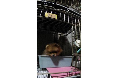 販売中のポメラニアンの親犬