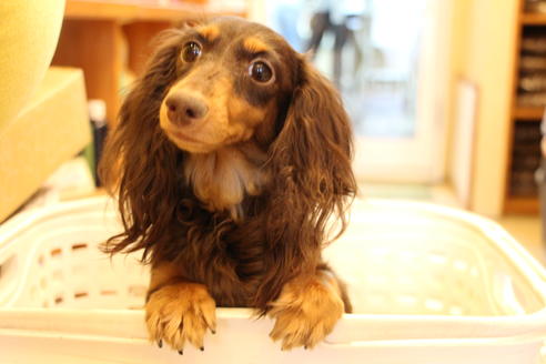 販売中のカニンヘンダックスフンド(ロングヘアード)の親犬