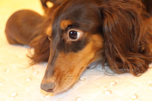 販売中のカニンヘンダックスフンド(ロングヘアード)の親犬