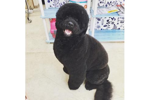 販売中のミックス犬の親犬