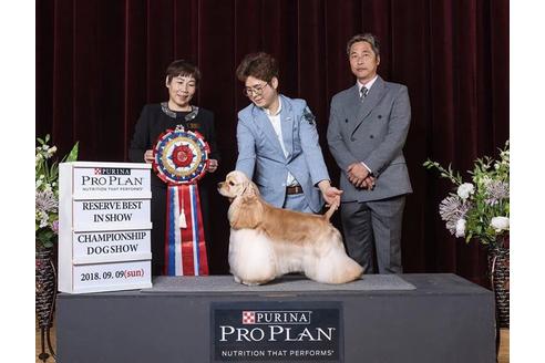 販売中のアメリカンコッカースパニエルの親犬