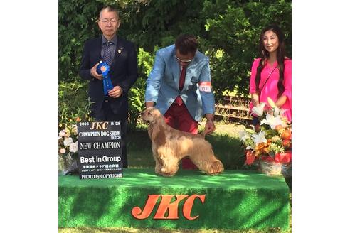 販売中のアメリカンコッカースパニエルの親犬