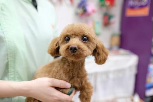 販売中のトイプードルの親犬