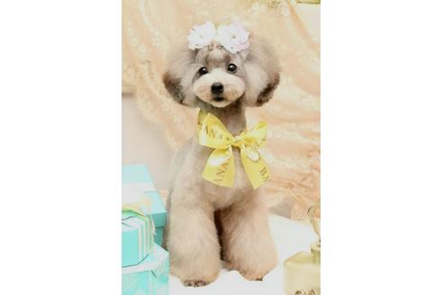 販売中のタイニープードルの親犬