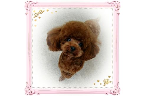 販売中のトイプードルの親犬