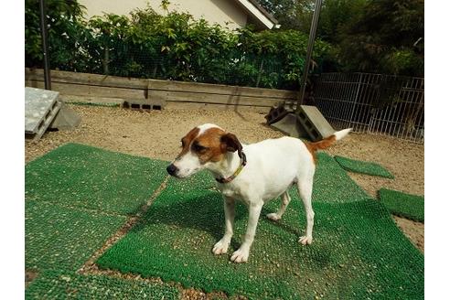 販売中のジャックラッセルテリアの親犬