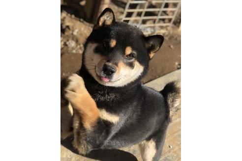 販売中の柴犬の親犬