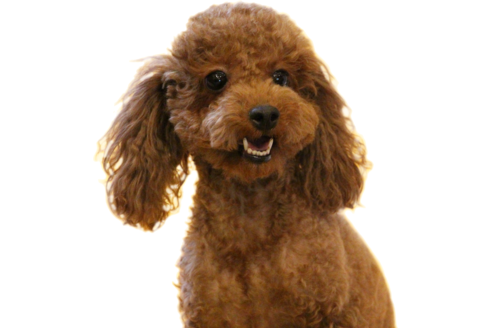 販売中のトイプードルの親犬