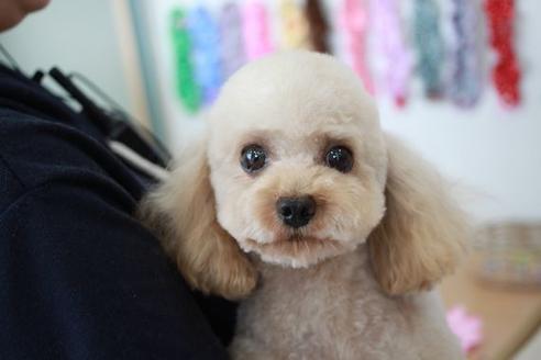 販売中のトイプードルの親犬