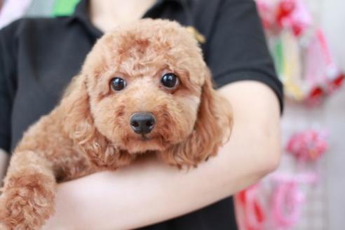 販売中のトイプードルの親犬