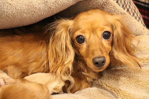 販売中のカニンヘンダックスフンド(ロングヘアード)の親犬