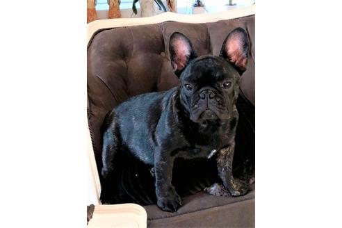 販売中のフレンチブルドッグの親犬