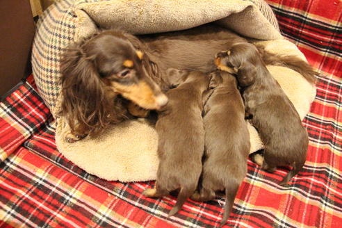 販売中のカニンヘンダックスフンド(ロングヘアード)の親犬