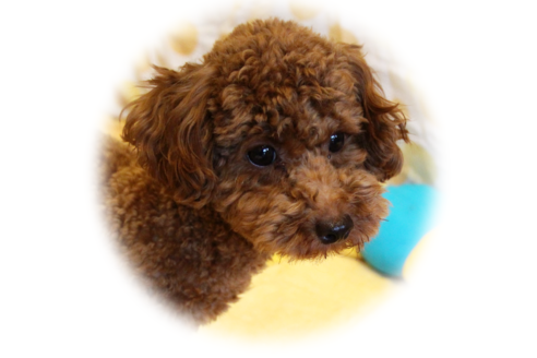 販売中のトイプードルの親犬