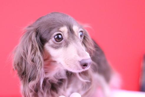 販売中のカニンヘンダックスフンド(ロングヘアード)の親犬