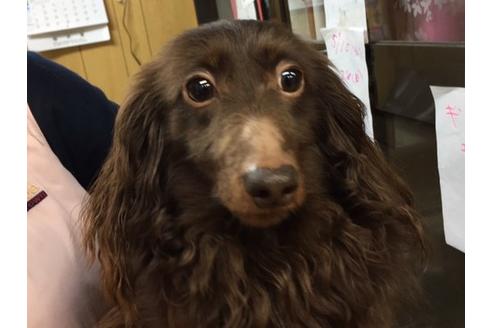 販売中のカニンヘンダックスフンド(ロングヘアード)の親犬